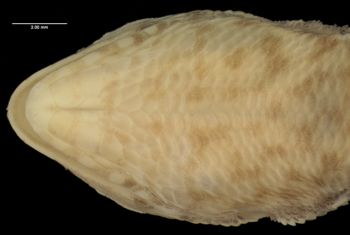 Media type: image;   Herpetology R-14350 Aspect: head ventral